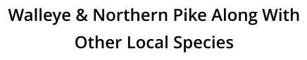 Walleye & Northern Pike Along With Other Local Species